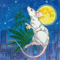 Cover image for the single High Rat β by TORAUMA, 2VAY