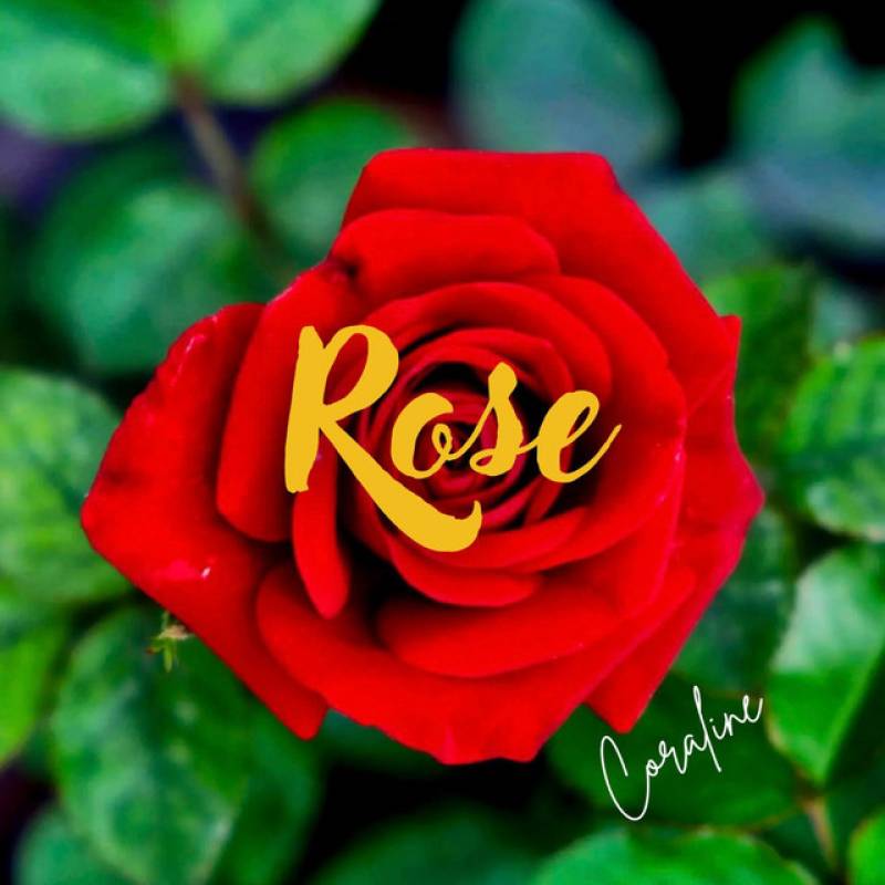 「Rose」 single by Coraline - All Rights Reserved