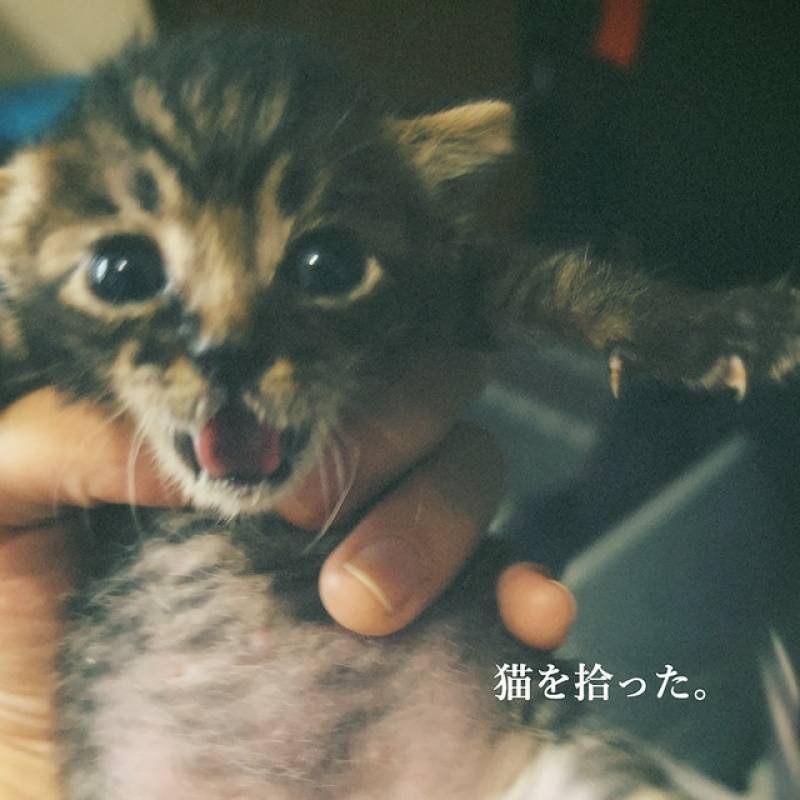 「猫を拾った。」 single by 森良太 - All Rights Reserved