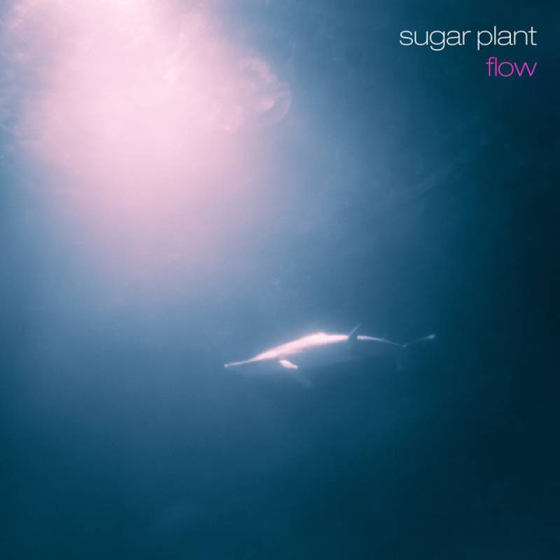 「flow」 single by sugar plant - All Rights Reserved