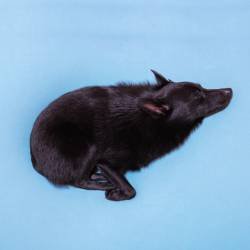 Cover image for the single schipperke gone fishing by RhymeTube