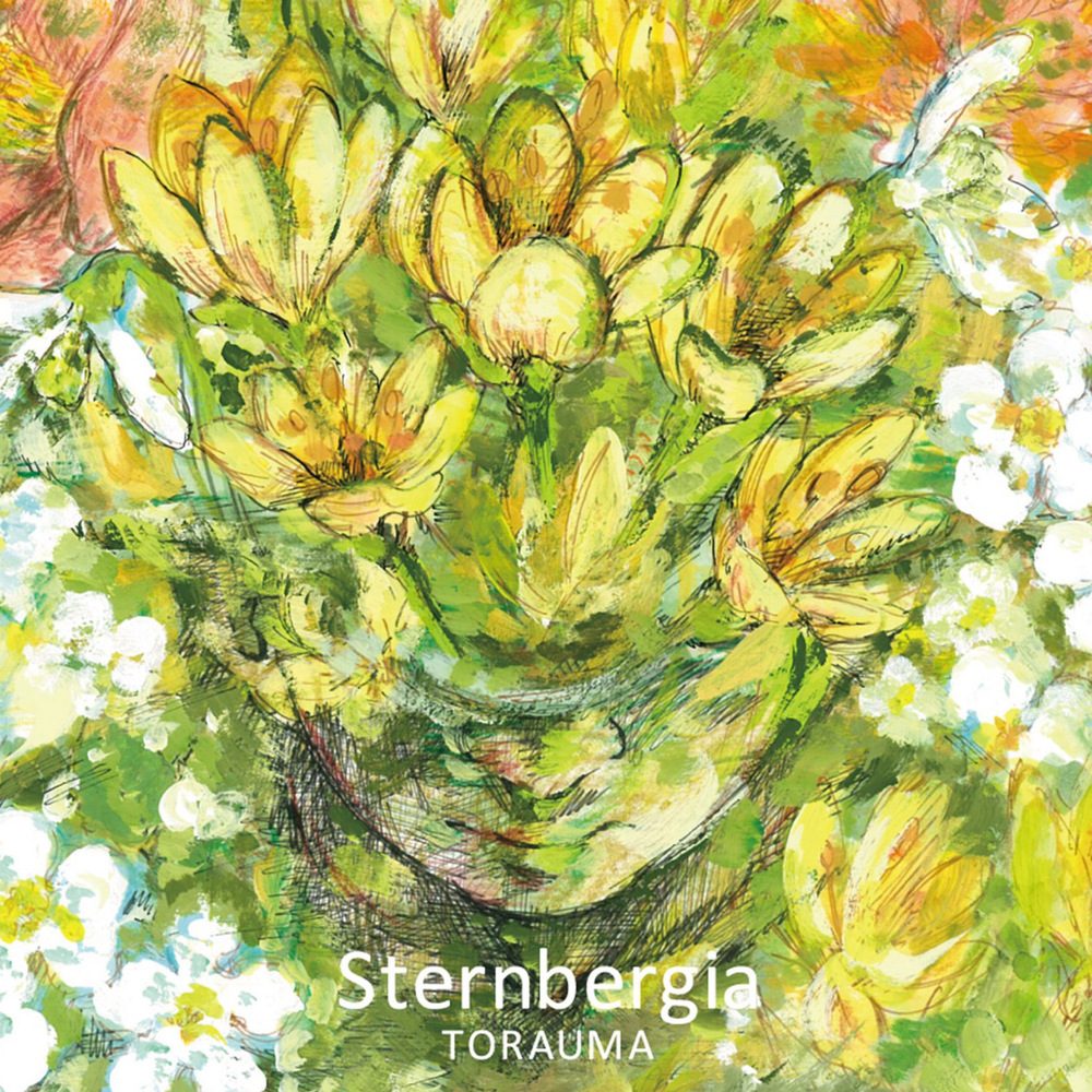 Sternbergia — TORAUMA